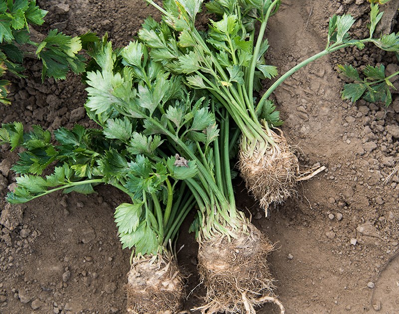 What is celery root? What does celery root taste like? The Chef's Garden